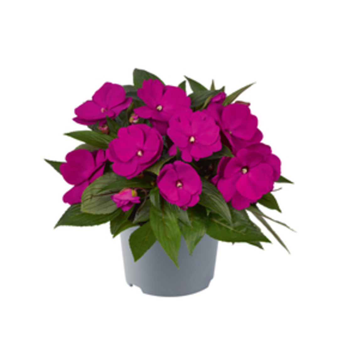 Impatiens, Rosu tinto
