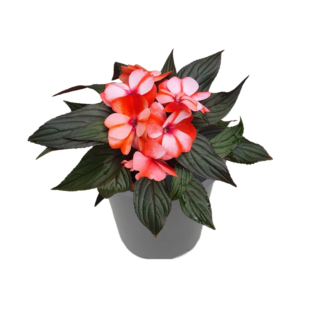 Impatiens, Rosu tinto