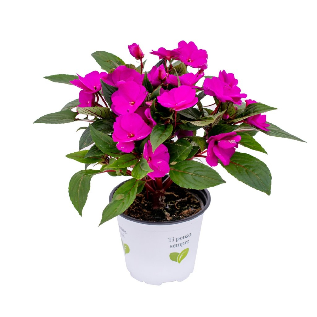 Impatiens, Violet ciruela