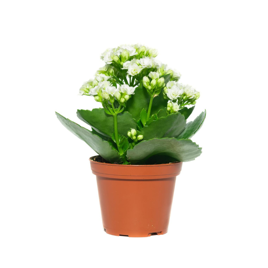 Kalanchoe, Alb azucar