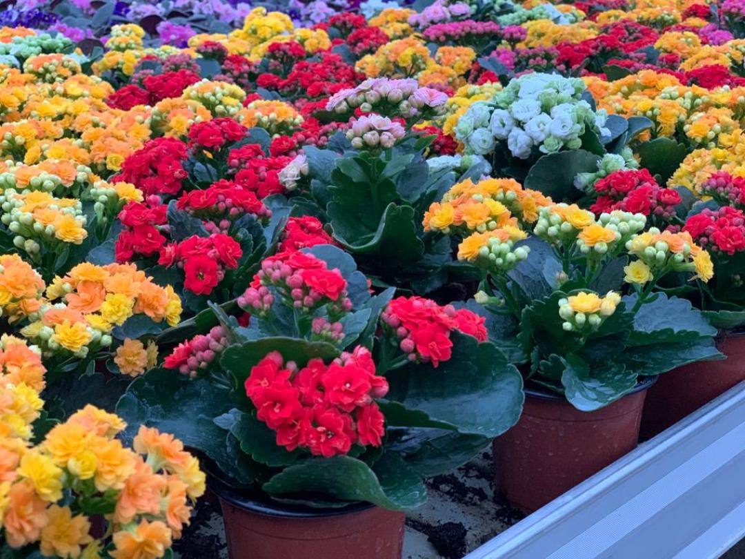 Kalanchoe, Roșu navarro