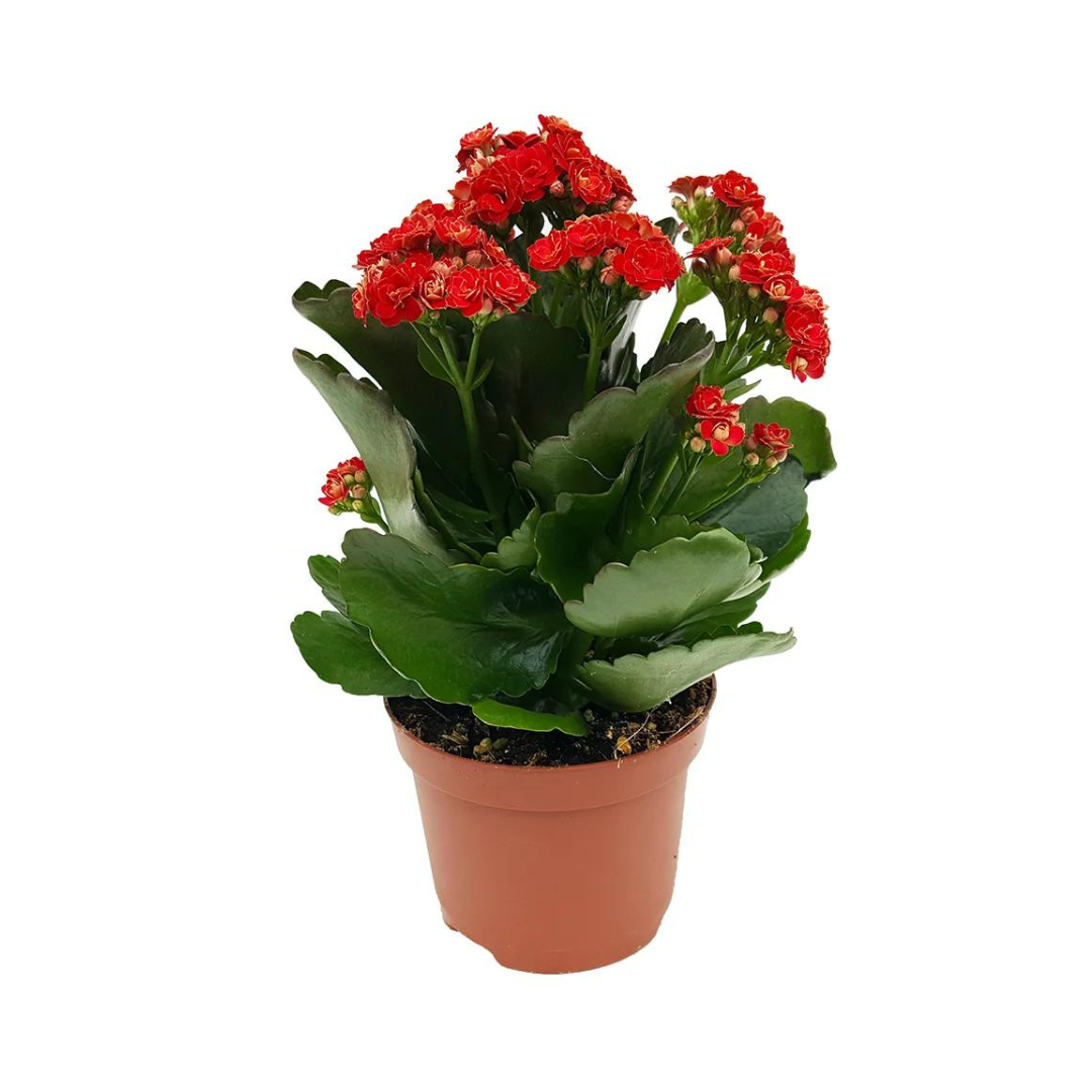 Kalanchoe, Roșu navarro