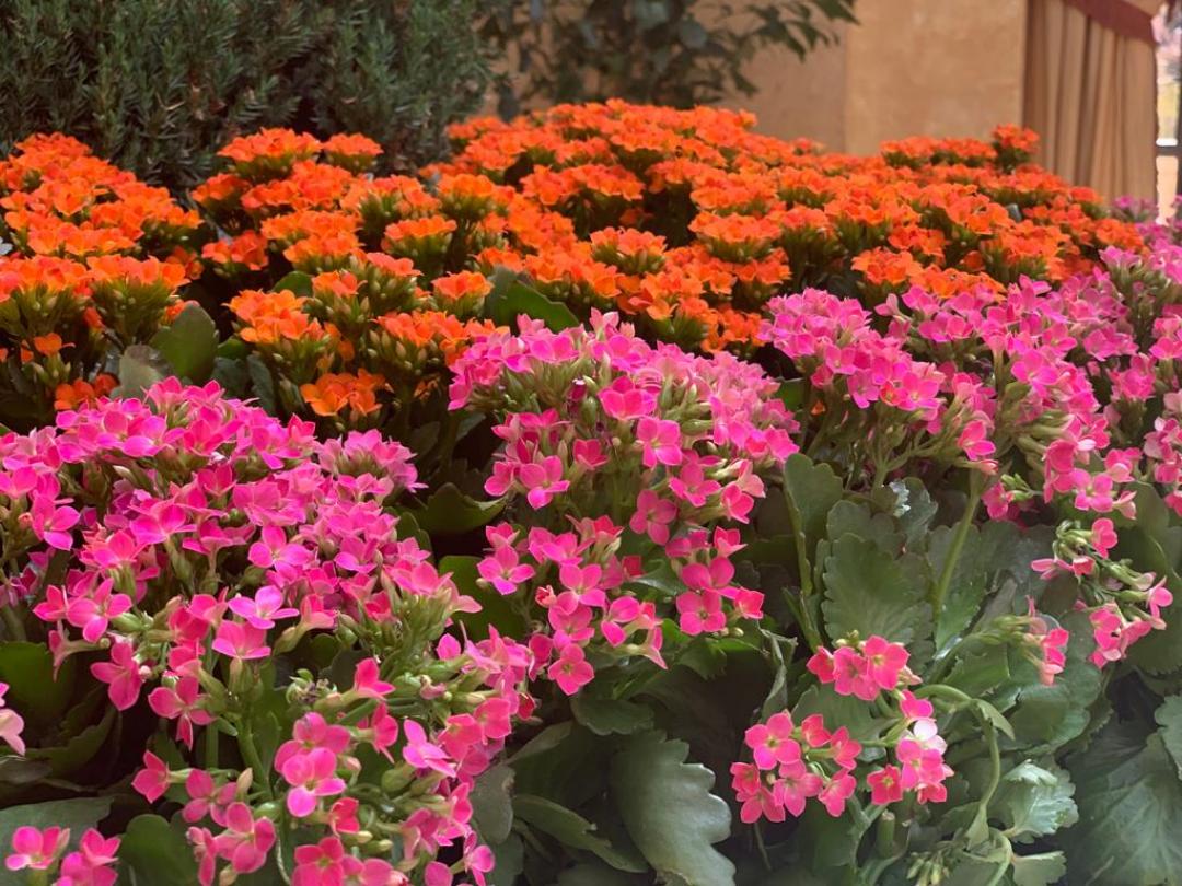 Kalanchoe, Roz dolce vita
