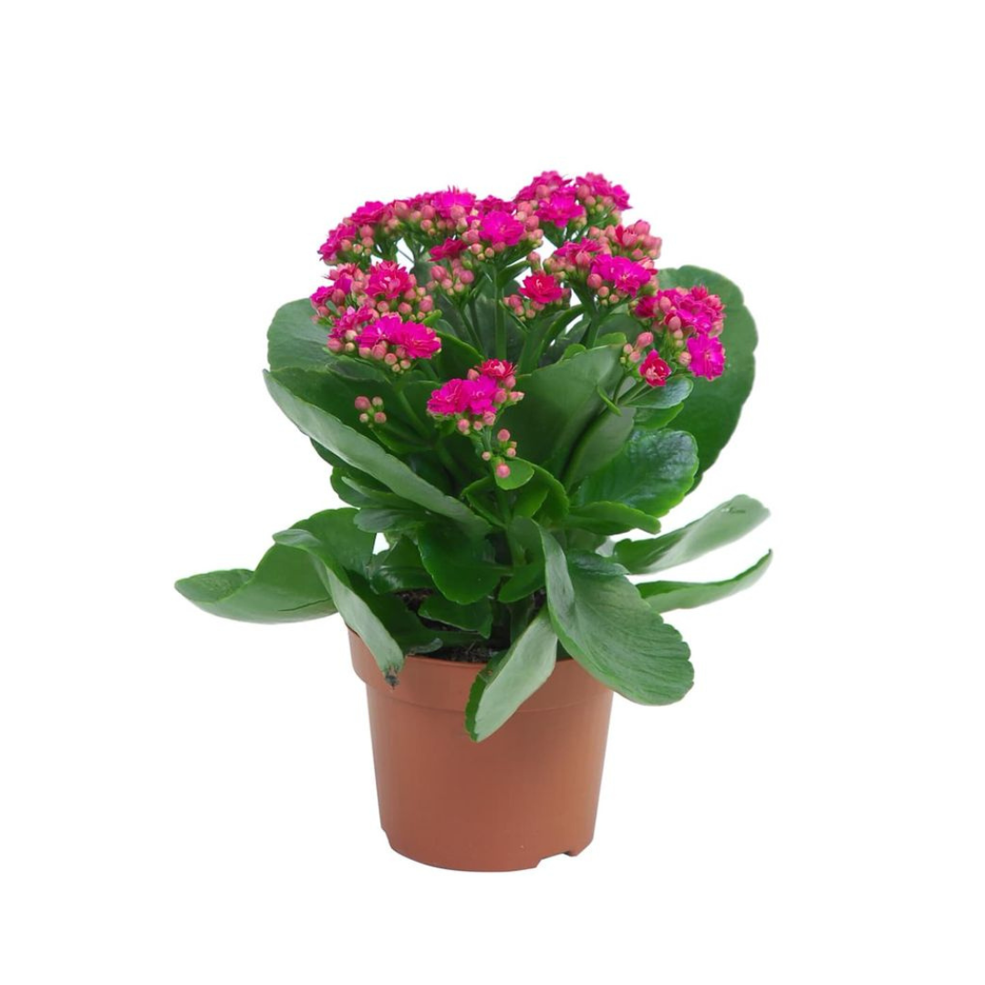 Kalanchoe, Roz dolce vita