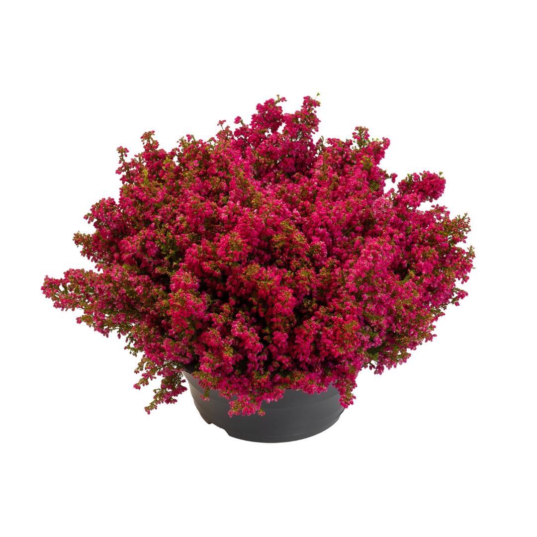 フラワー・リース Erika Mix floral Erika glaciris - - 5946817000107