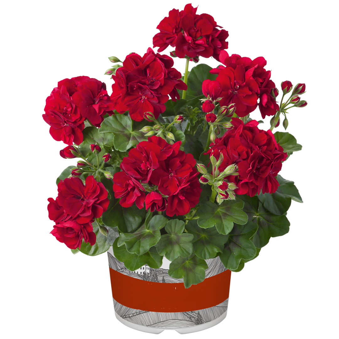 Muscata semicurgatoare, Rosu tinto