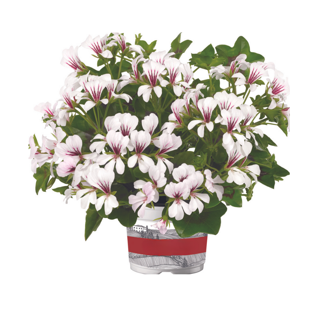 Muscata tiroleza, Alb alpin