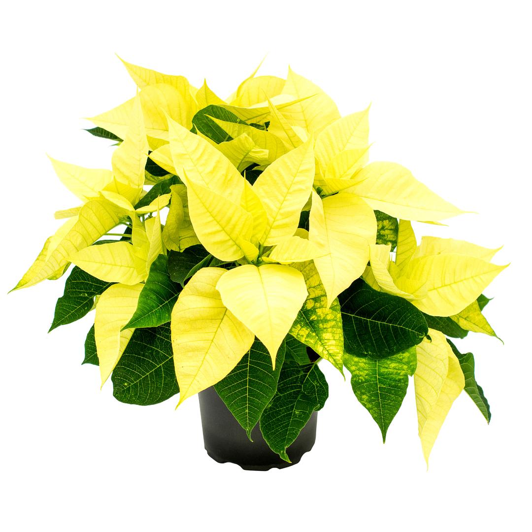 Crăciuniță/Poinsettia 12 cm, Galben lemoncitto