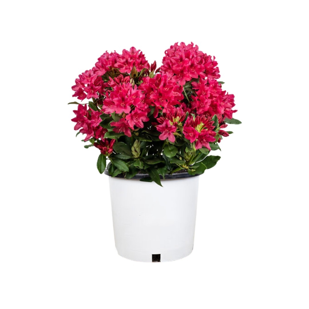 Rhododendron, Alb