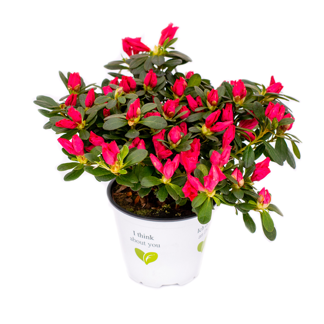 Rhododendron, Alb