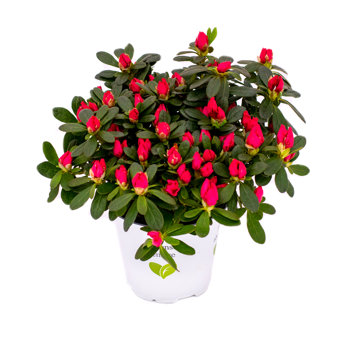 Rhododendron, Alb