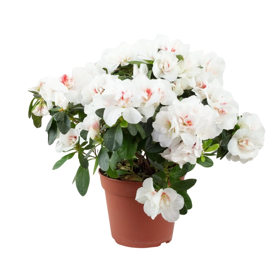 Rhododendron, Alb