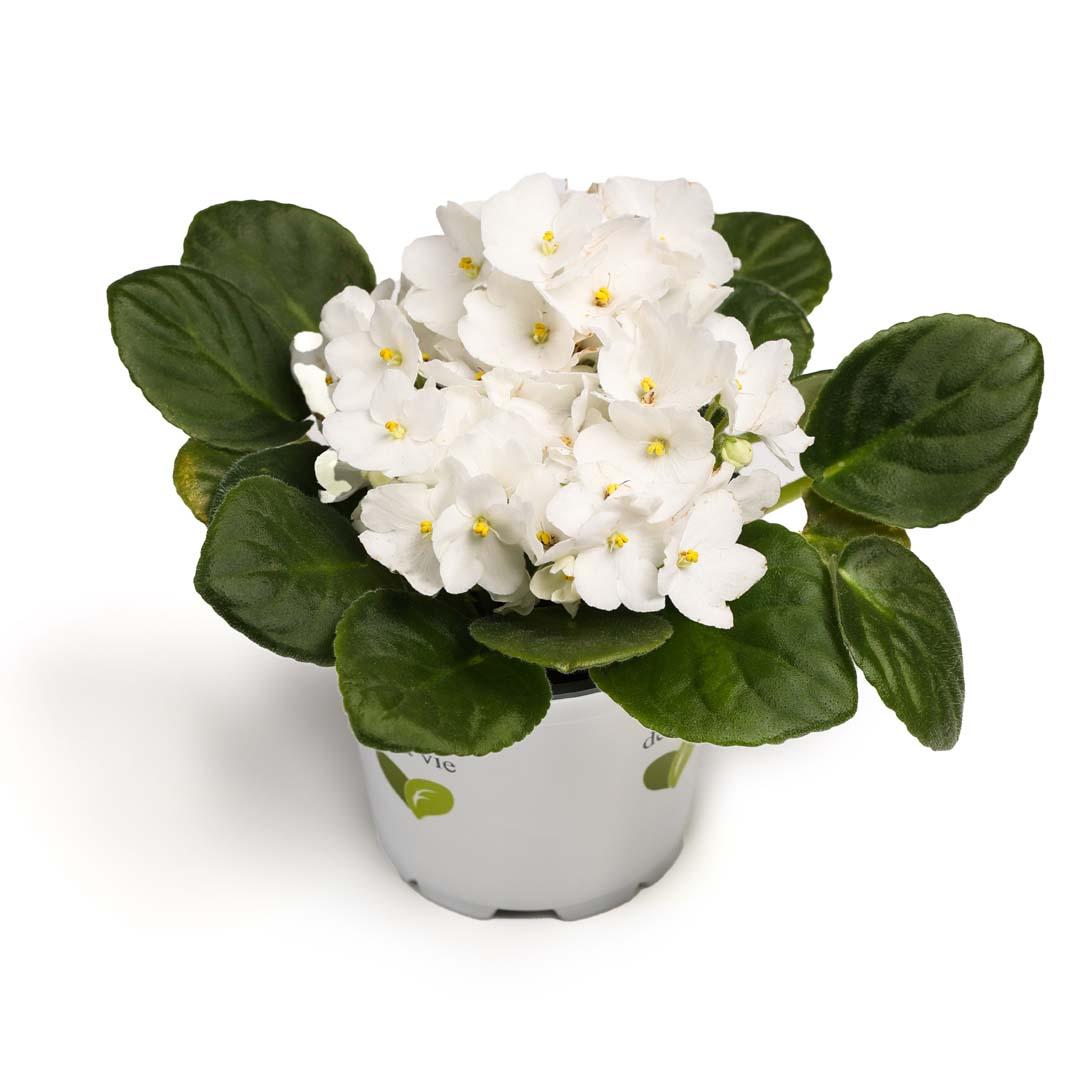 Saintpaulia, Alb papel