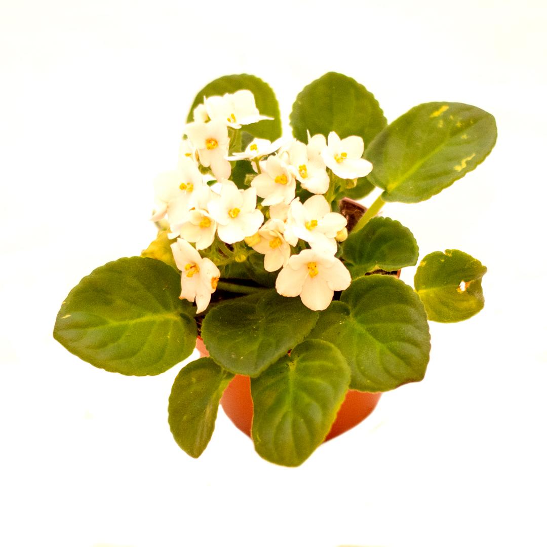 Saintpaulia, Alb papel