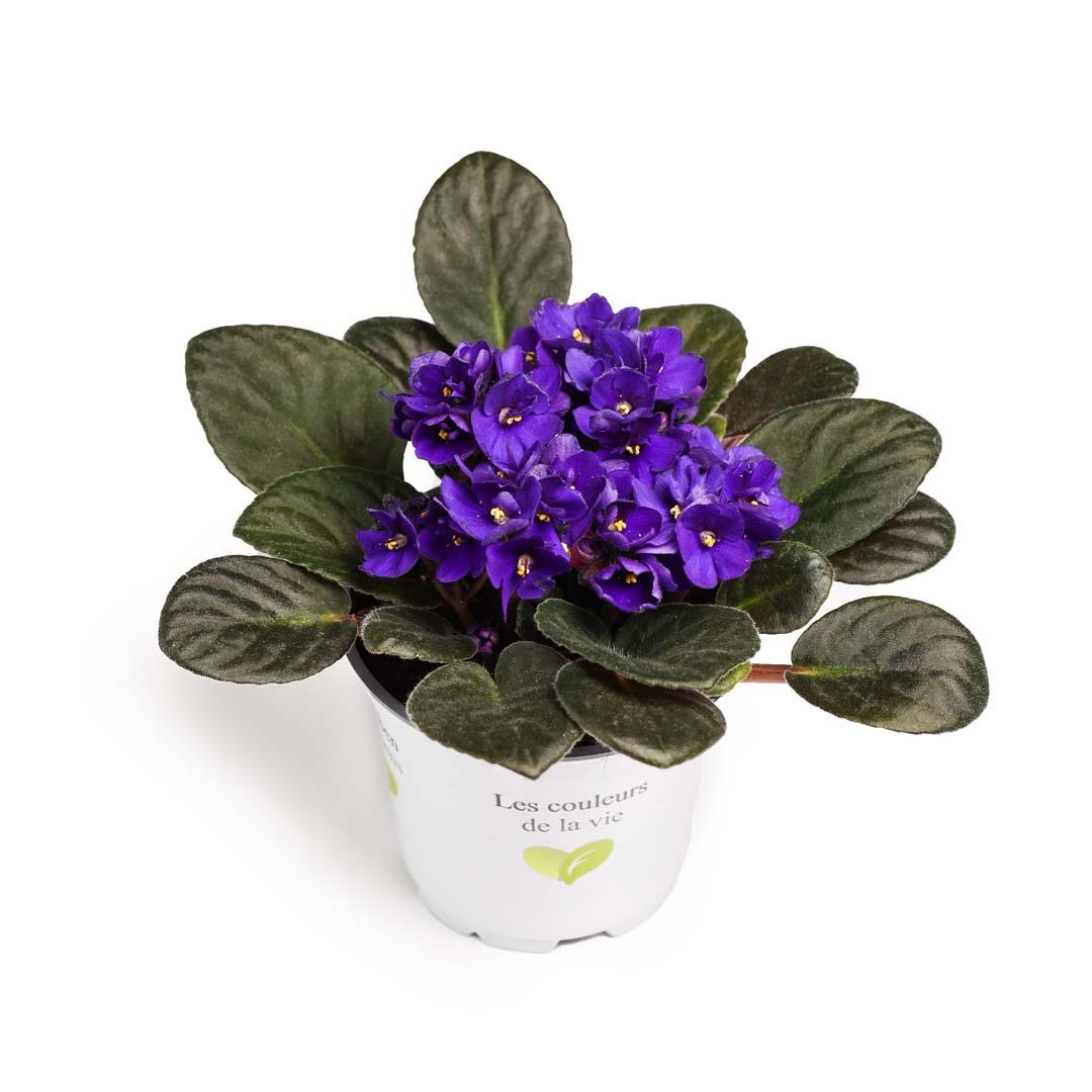 Saintpaulia, Violet cielo