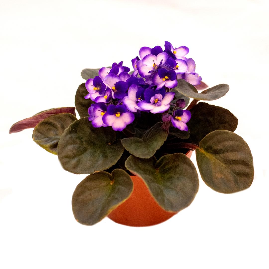 Saintpaulia, Violet cielo