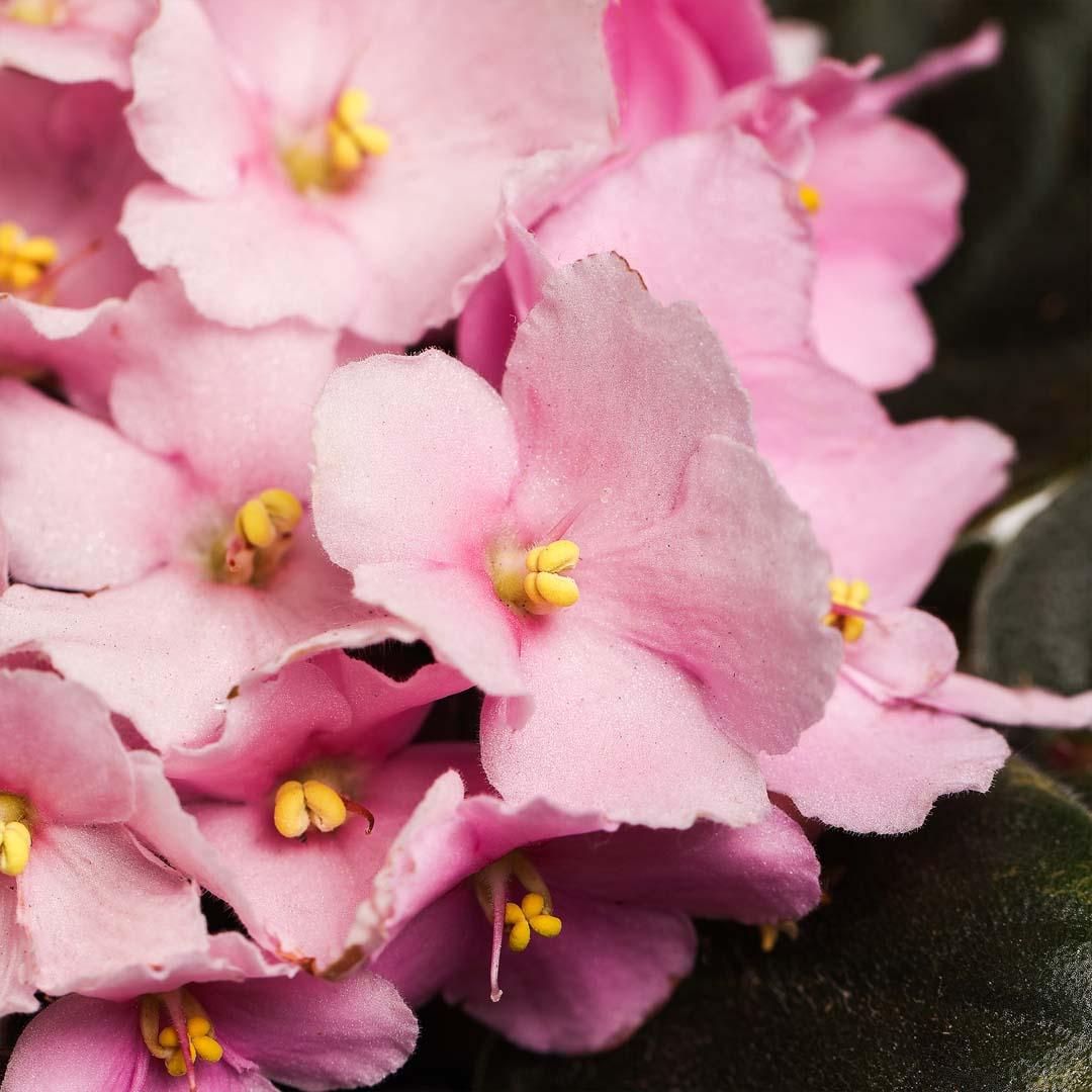 Saintpaulia, Violet purpura Saintpaulia, Violet purpura