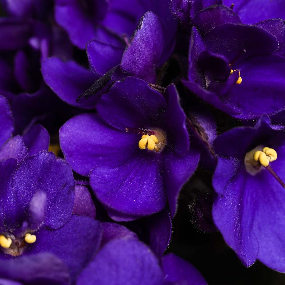 Saintpaulia, Violet purpura Saintpaulia, Violet purpura