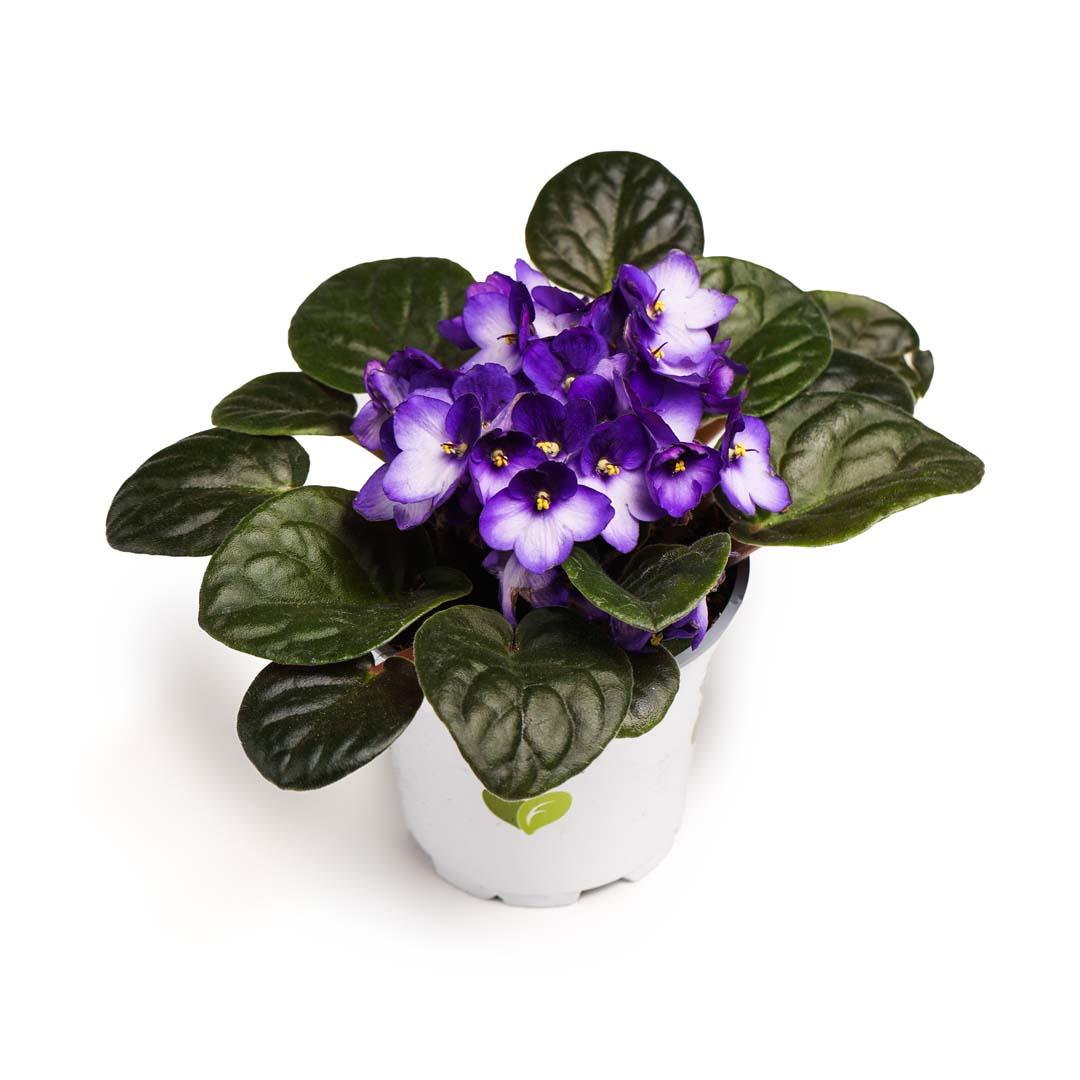 Saintpaulia, Violet purpura Saintpaulia, Violet purpura