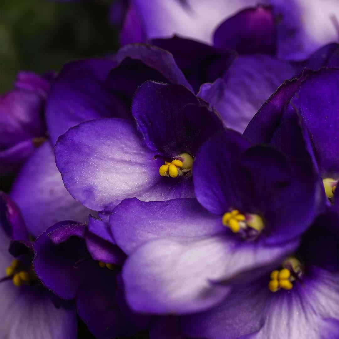 Saintpaulia, Violet purpura Saintpaulia, Violet purpura