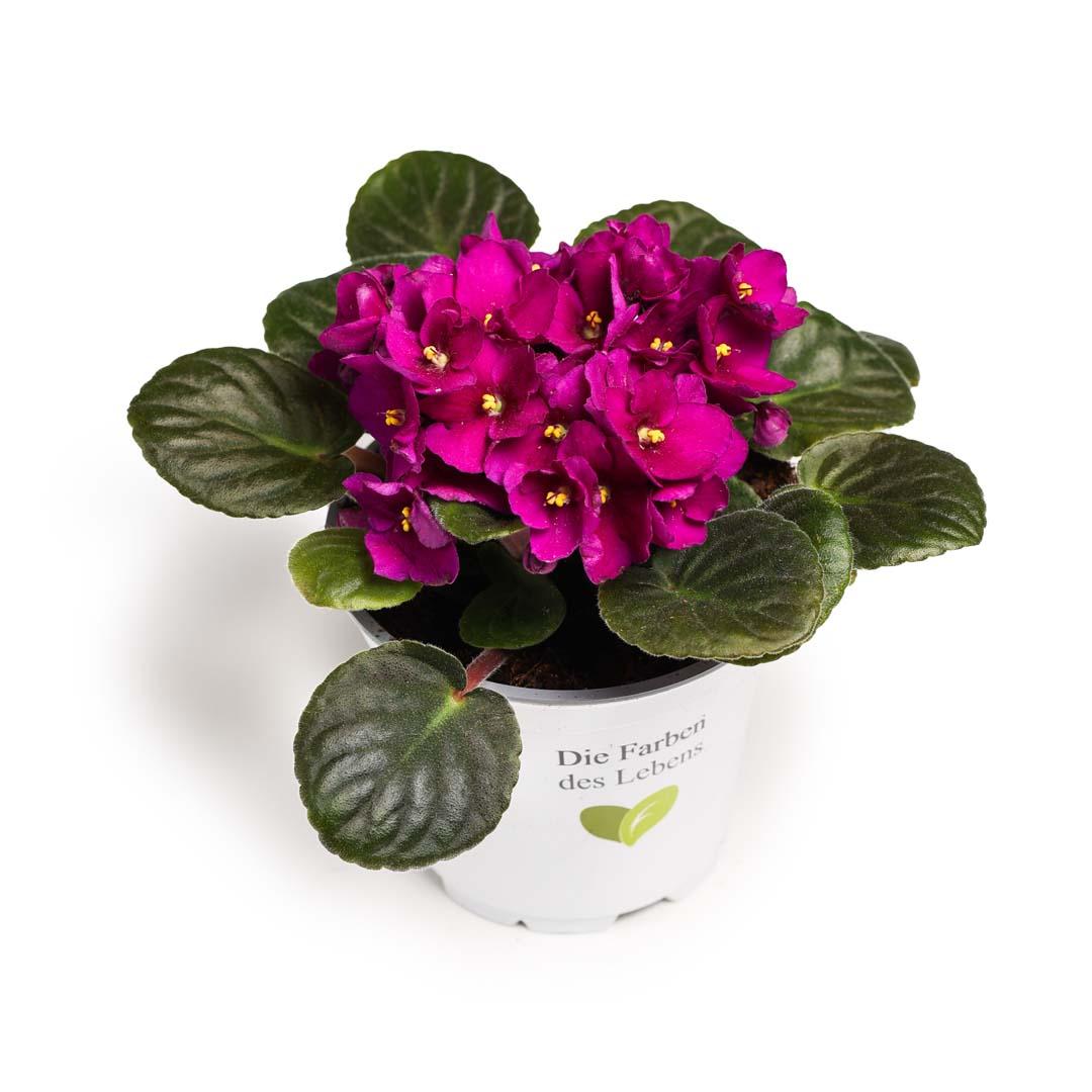 Saintpaulia, Violet purpura Saintpaulia, Violet purpura