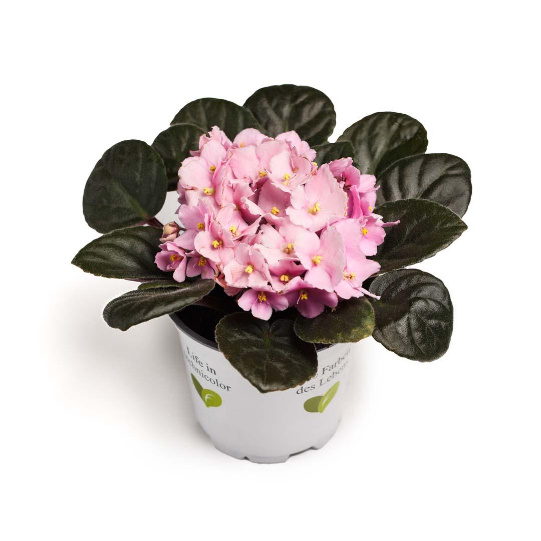 Saintpaulia, Violet purpura Saintpaulia, Violet purpura