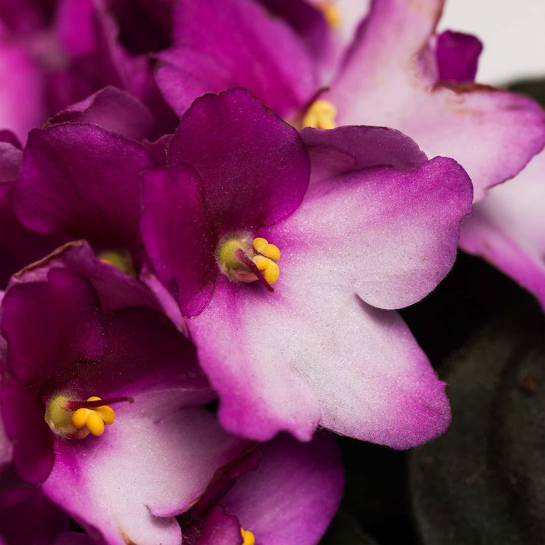 Saintpaulia, Violet purpura Saintpaulia, Violet purpura