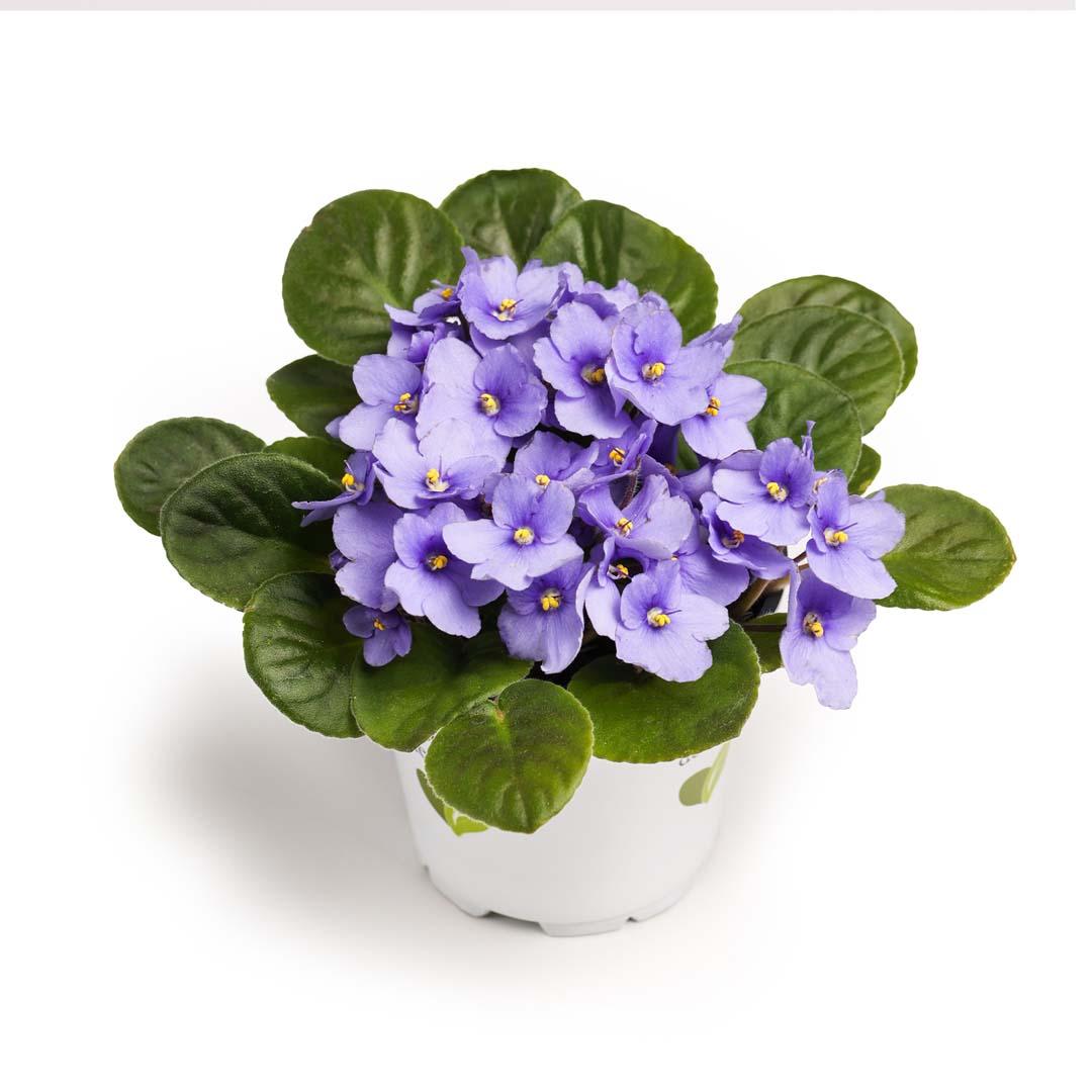 Saintpaulia, Violet purpura Saintpaulia, Violet purpura