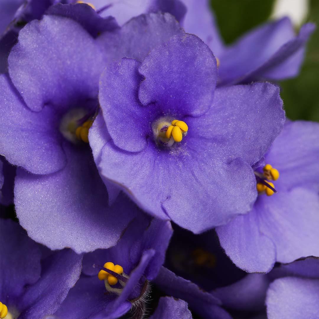 Saintpaulia, Violet purpura Saintpaulia, Violet purpura