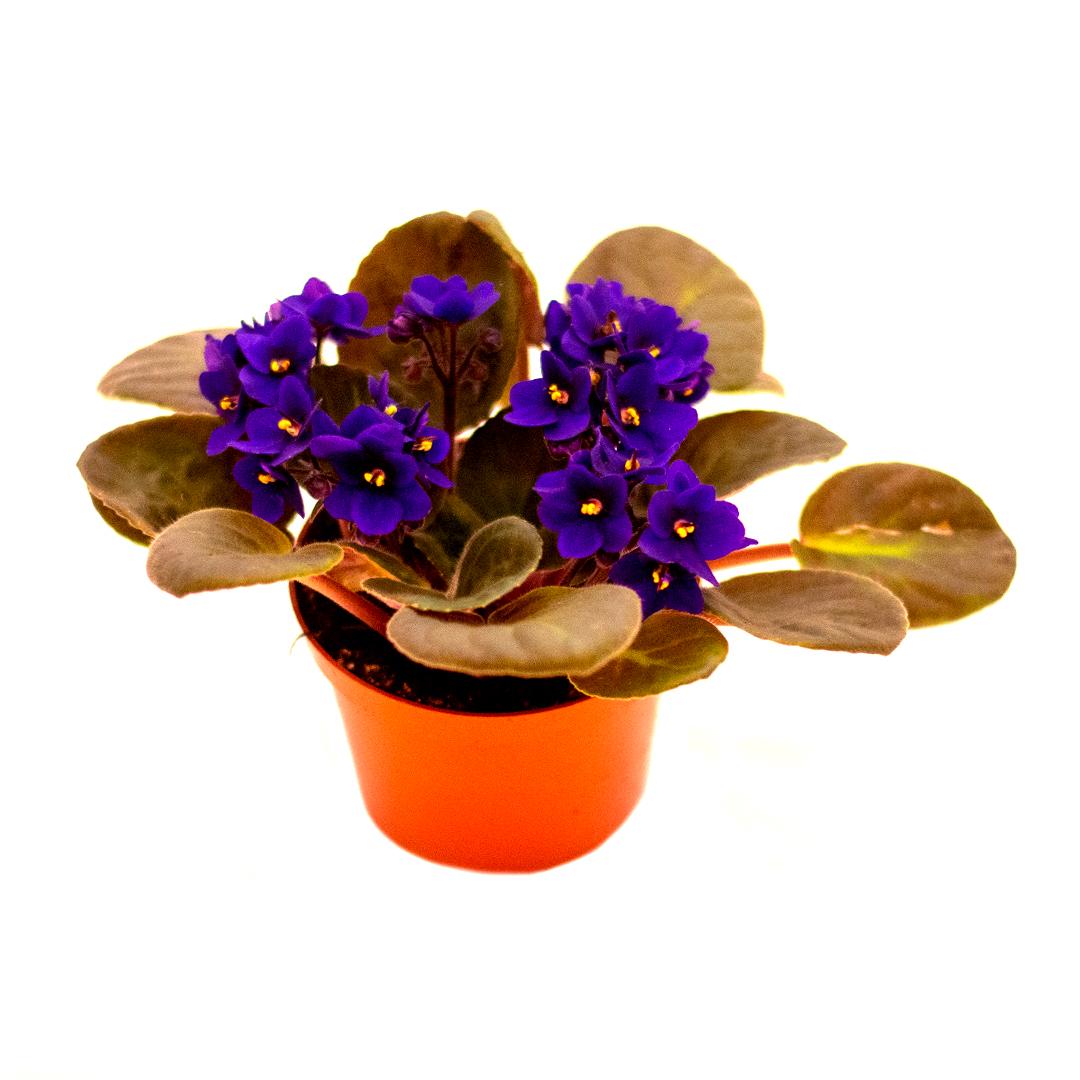 Saintpaulia, Violet purpura