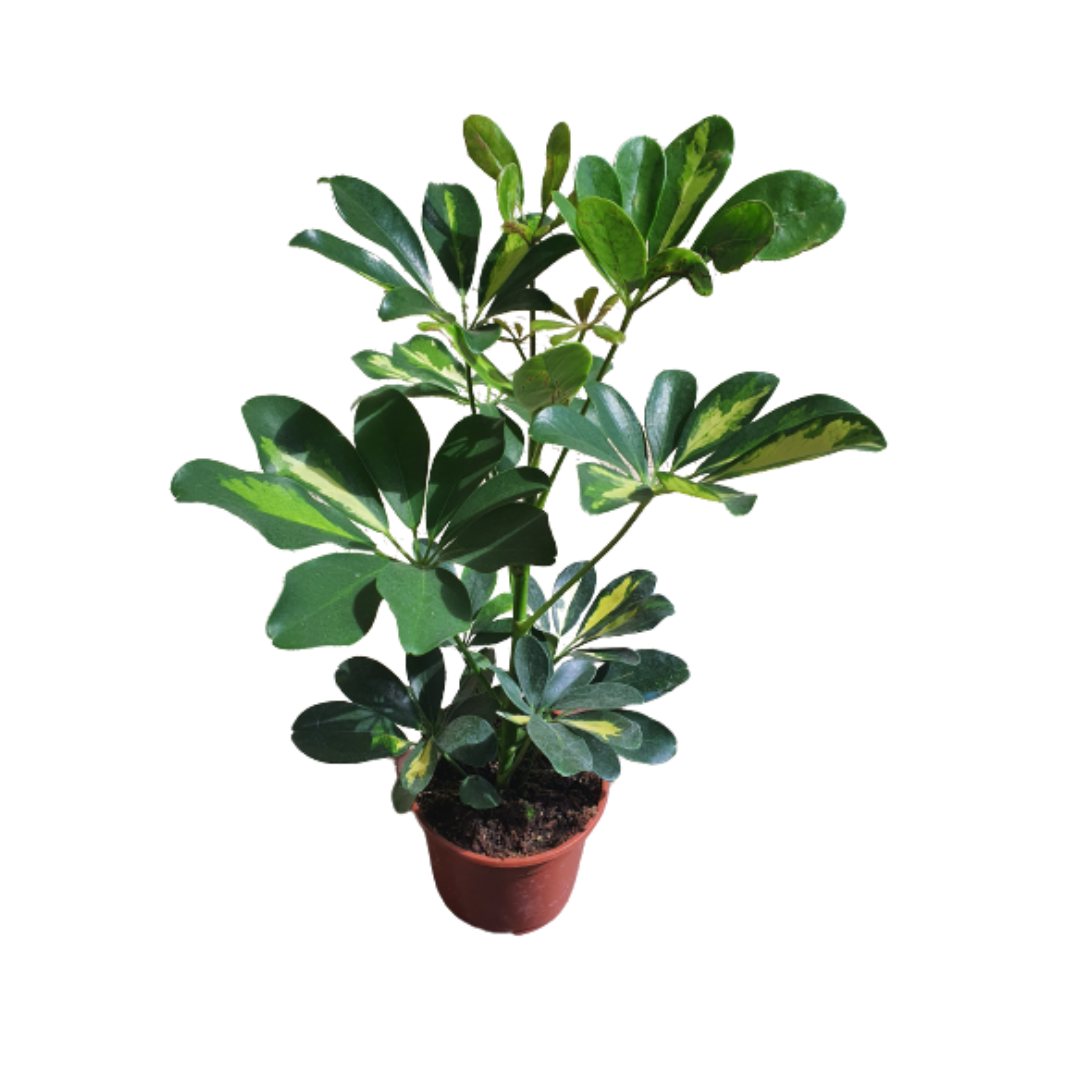 Schefflera