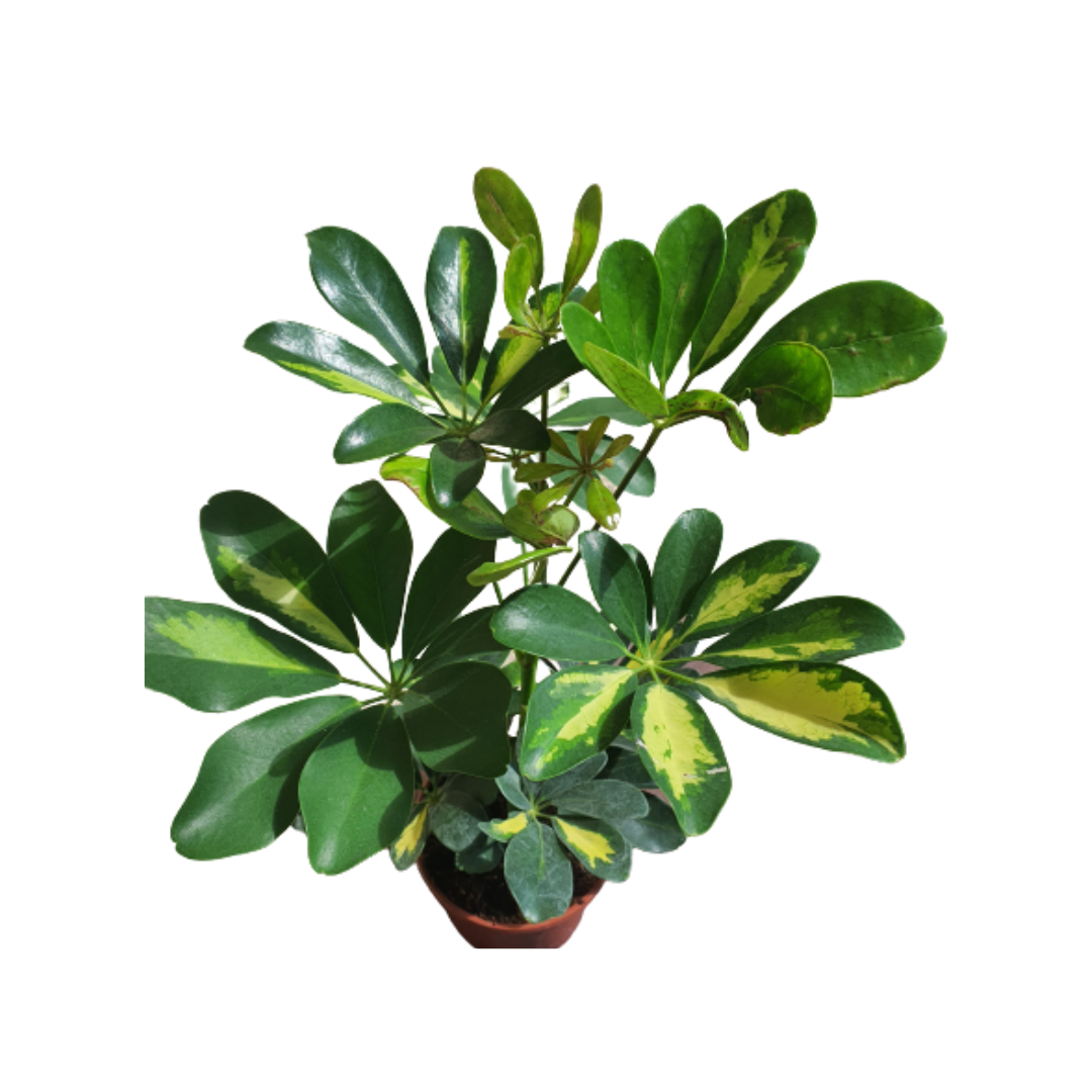 Schefflera