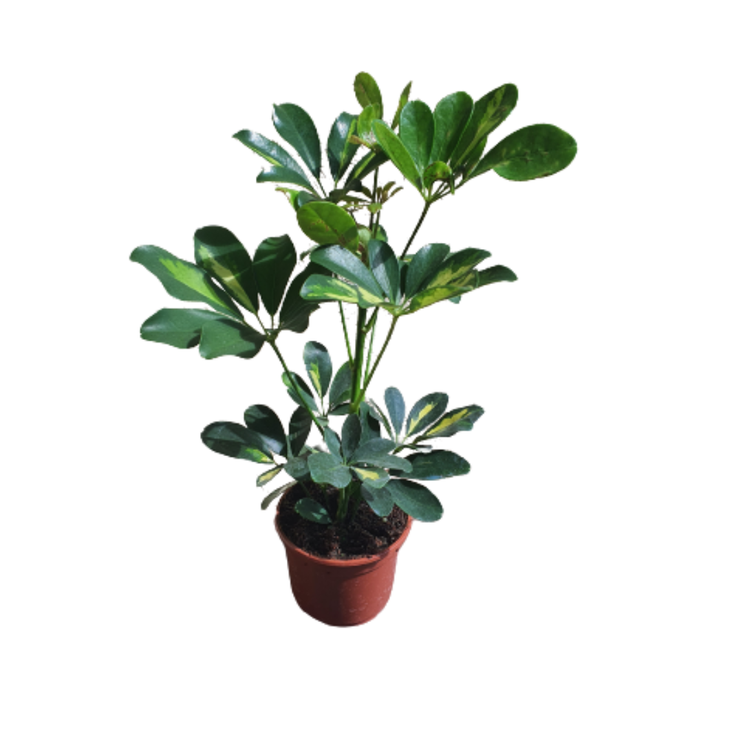 Schefflera