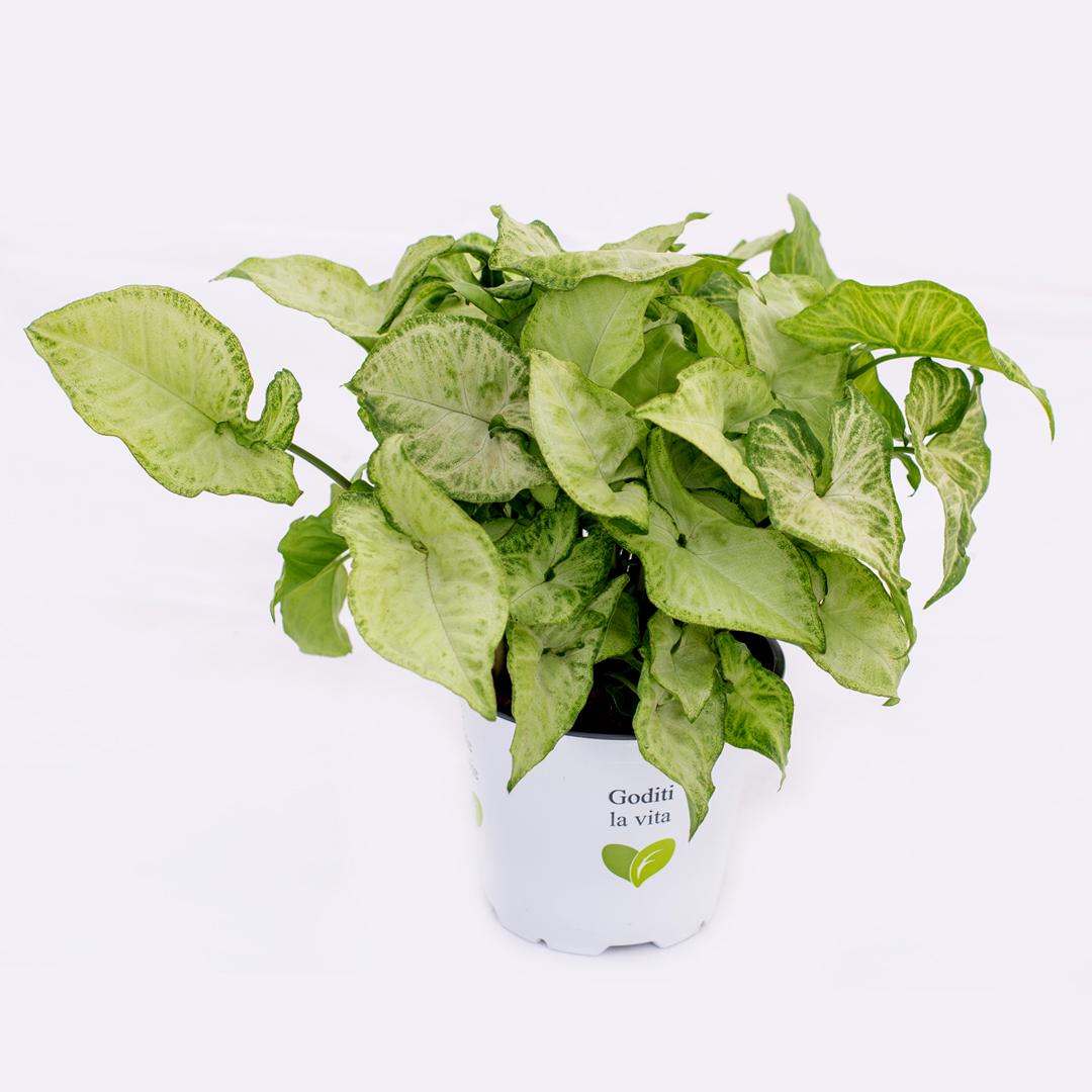 Syngonium, Verde aqua Syngonium, Verde aqua