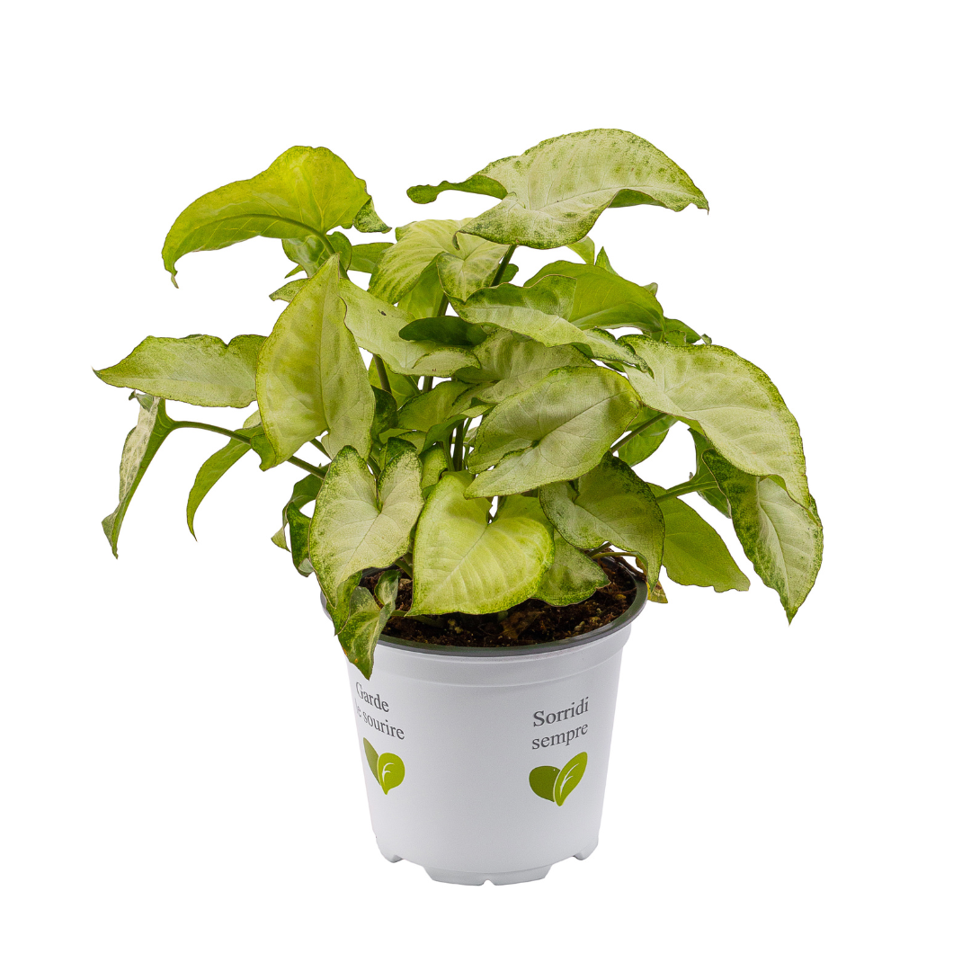 Syngonium, Verde aqua