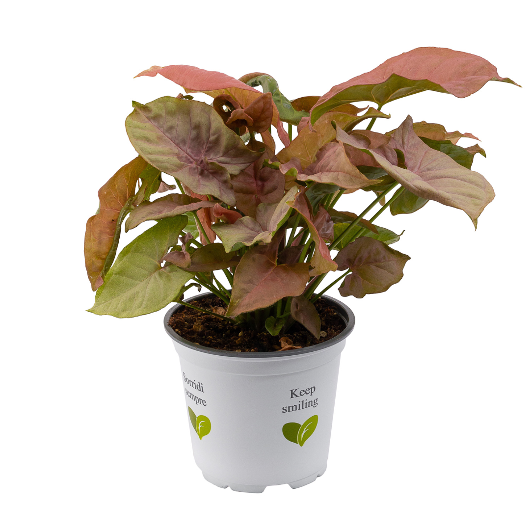 Syngonium, Verde aqua