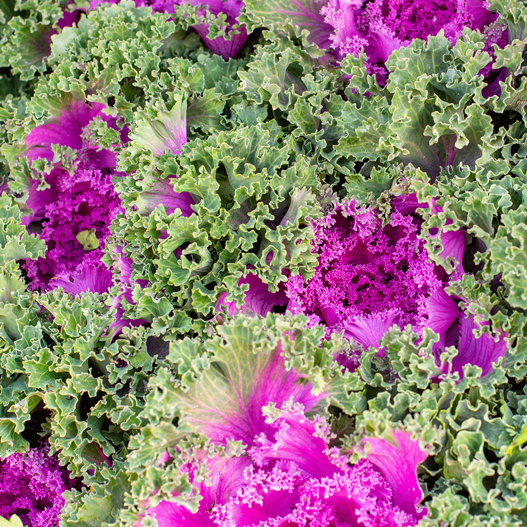Varza decorativa, Violet ciruela Varza decorativa, Violet ciruela