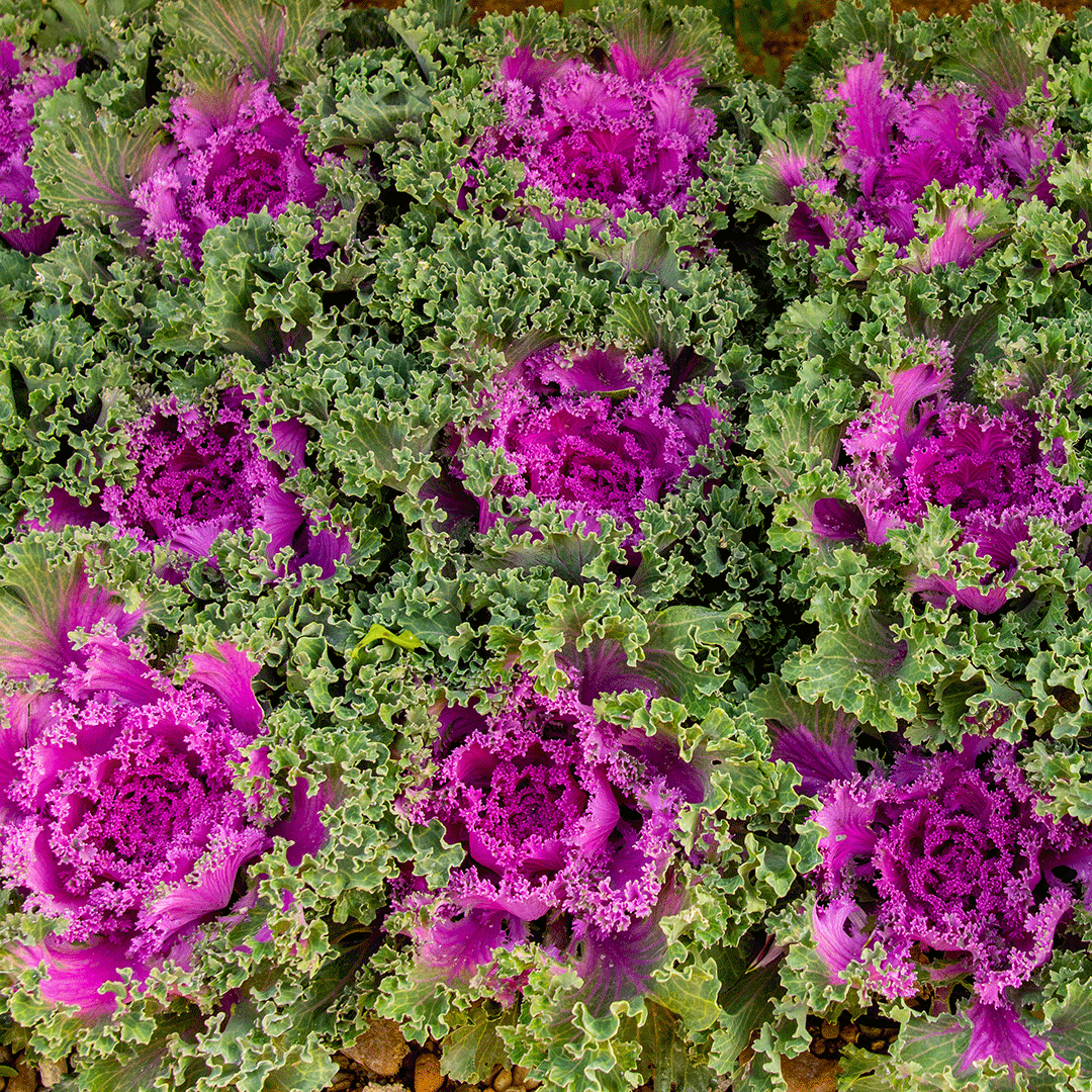 Varza decorativa, Violet ciruela Varza decorativa, Violet ciruela