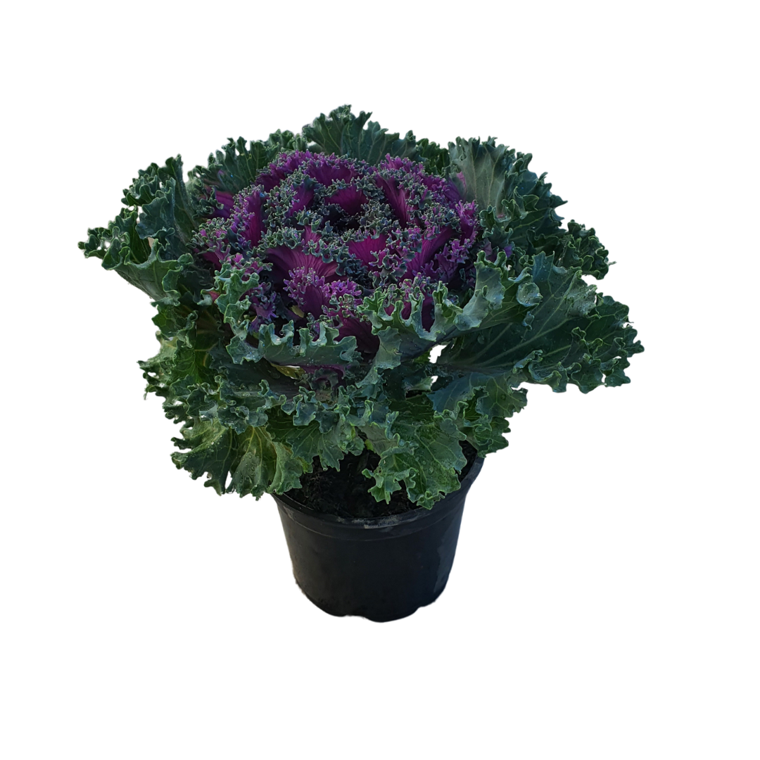 Varza decorativa, Violet ciruela Varza decorativa, Violet ciruela