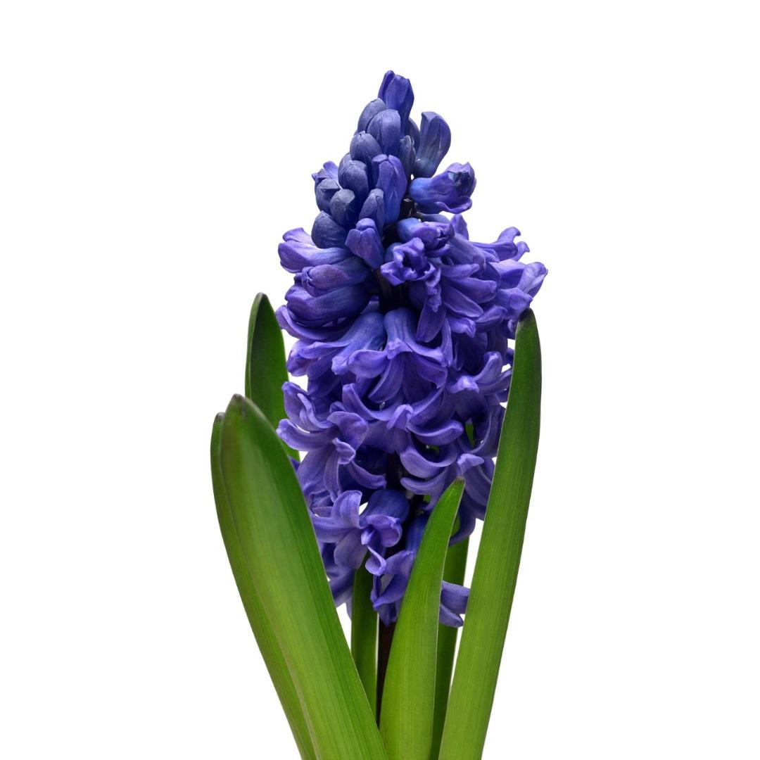 Zambila 7 cm, Albastru azzuro