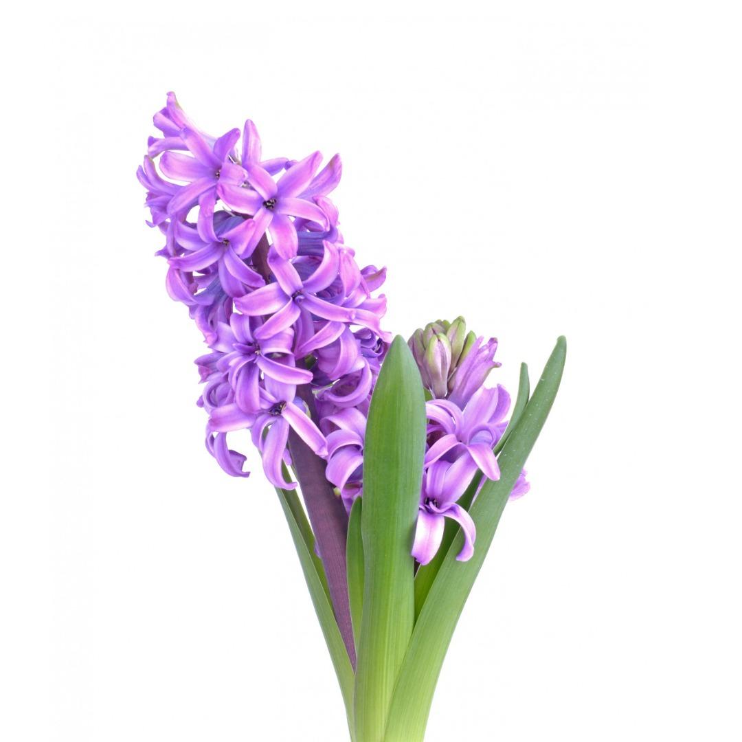 Zambila 9 cm Violet murado