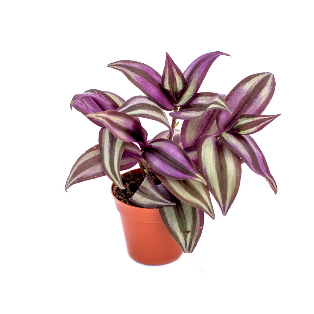 Zebrina 12cm