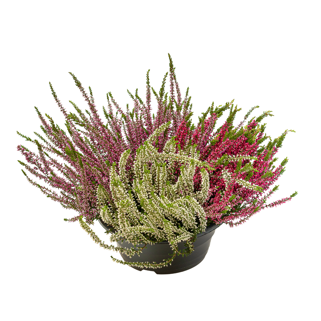 Mix floral Erika glaciris - - 5946817000107